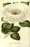 C. fortunei clematis photo