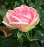 Charming Piano rose photo