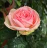 Charming Piano rose photo