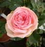 Charming Piano rose photo