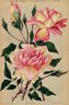 Luciole rose photo