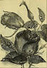 Luciole rose photo