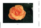 RADnectar rose photo