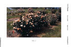RADnectar rose photo