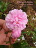 René d'Anjou rose photo