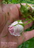 René d'Anjou rose photo
