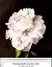 Mademoiselle Leonie Calot peony photo