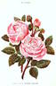 Captain Christy Panaché rose photo