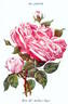 Madame Arthur Oger rose photo
