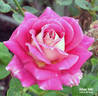 Allene Able rose photo
