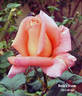 Boulie's Dream™ rose photo
