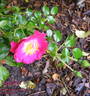 Lipstick rose photo