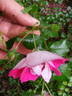 Lipstick rose photo