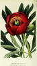 <i>P. officinalis</i> 'Anemoneflora' peony photo