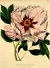 Pivoine papavéracée à fleurs roses peony photo
