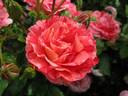 Wonderful Copenhagen rose photo