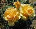 Valby Sunshine rose photo