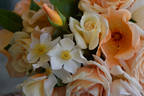 Diana Moore rose photo