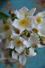Diana Moore rose photo