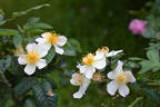 Diana Moore rose photo
