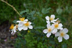 Diana Moore rose photo