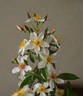 Diana Moore rose photo