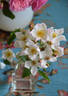 Diana Moore rose photo