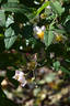 Diana Moore rose photo