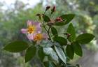 Diana Moore rose photo