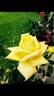 Grandpa Dickson rose photo