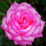 Silver Lining rose photo
