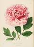 Elizabeth peony photo
