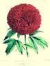 Elizabeth peony photo