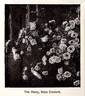 Reine Elisabeth peony photo