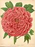 Elisabeth peony photo