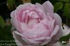 Antonine d'Ormois rose photo