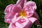 Applejack rose photo