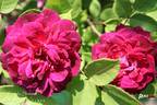 Arthur de Sansal rose photo