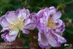 Betty Bland rose photo