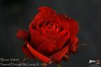 Brown Velvet rose photo