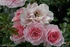 Climbing Bonica rose photo
