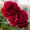 Odysseia rose photo
