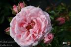 Emile Garcin ® rose photo