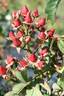Fairy Bouquet Red rose photo