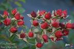 Fairy Bouquet Red rose photo