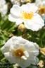 Goldfinch rose photo