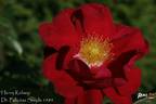 Henry Kelsey rose photo