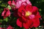Henry Kelsey rose photo