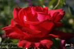 Hope for Humanity rose photo