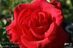Hope for Humanity rose photo